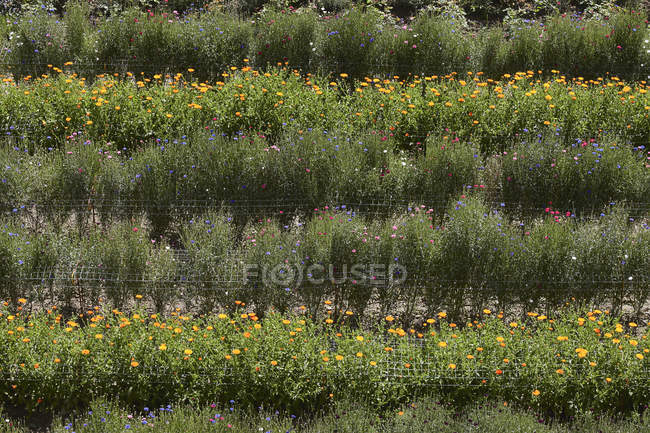 Flores de colores en el campo - foto de stock