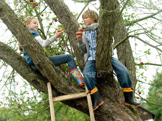 Niño y niña en árbol con manzanas - foto de stock