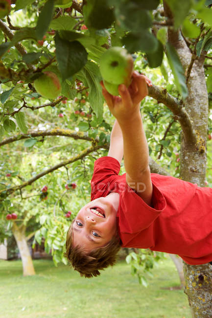 Sorrindo menino colhendo frutas na árvore — Fotografia de Stock