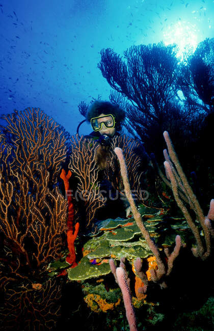 Buceador en arrecife de coral
. - foto de stock