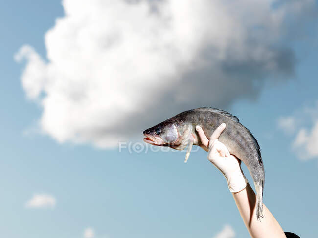 Chef hält Fisch auf Himmelshintergrund — Stockfoto