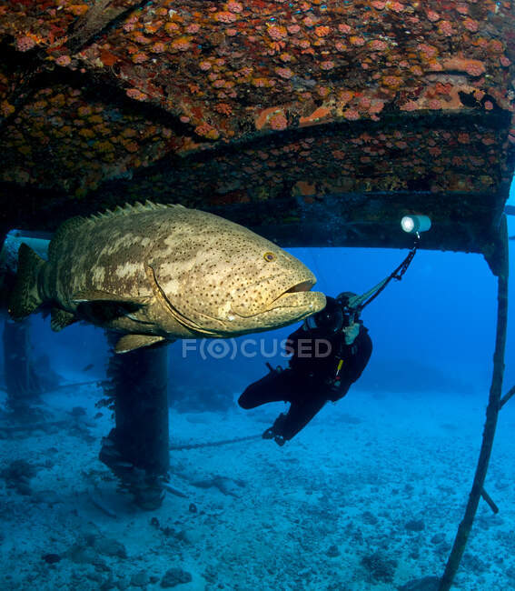 Mergulhador e Golias grouper. — Fotografia de Stock