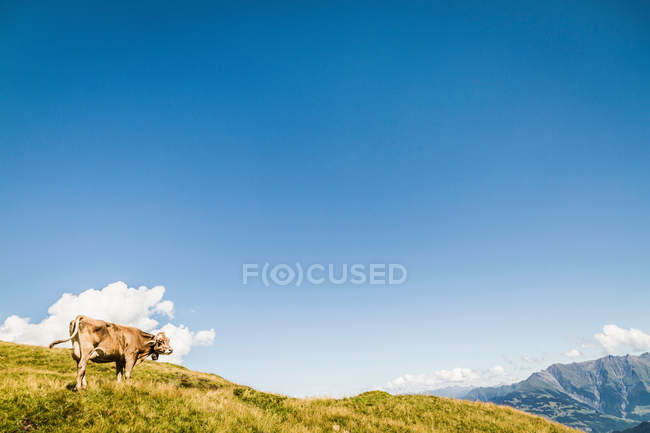Корова на зеленому полі під блакитним небом — стокове фото
