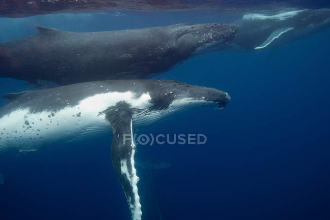 Vista subaquática de baleias jubarte, Ilhas Revillagigedo, Colima, México — Fotografia de Stock