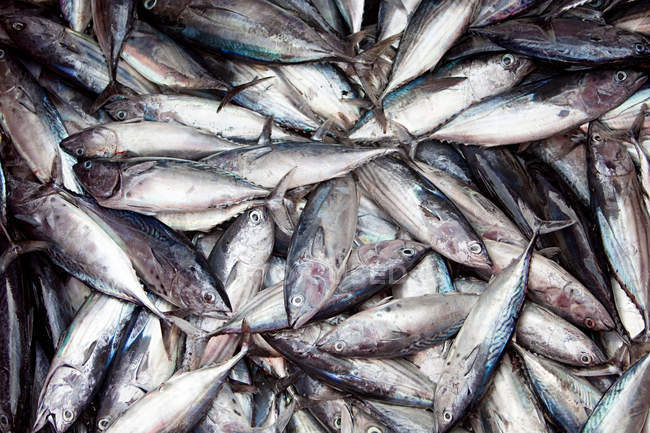 Thunfisch auf Fischerboot — Stockfoto