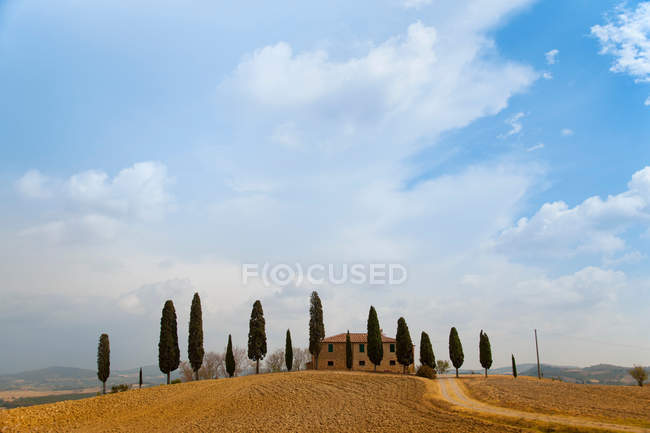 Cipressi toscani — Foto stock