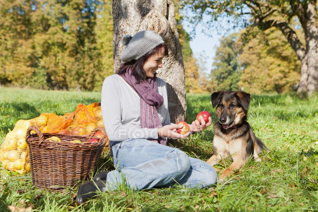 Женщина собирает яблоки с собакой, избирательный фокус — стоковое фото