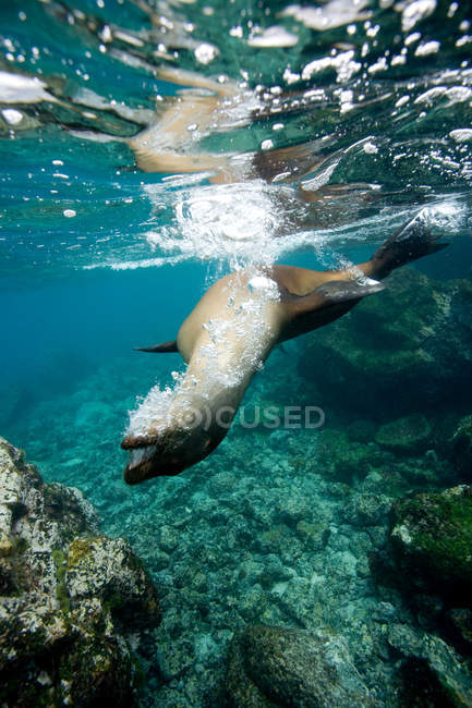 Seelöwe schwimmt im flachen Wasser — Stockfoto