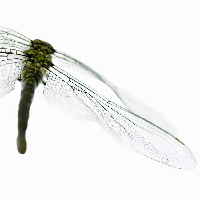 Primer plano plano de alas de libélula aisladas sobre fondo blanco - foto de stock