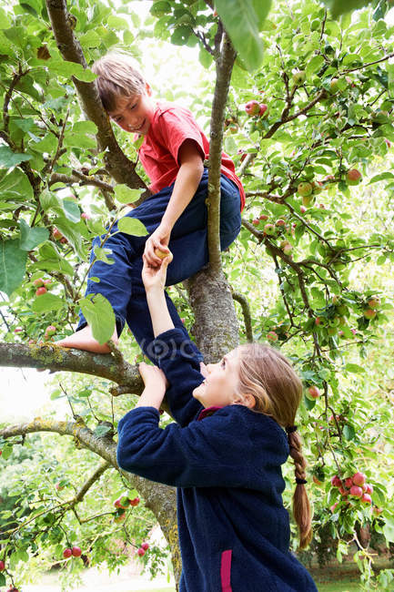 Niños recogiendo fruta en el árbol - foto de stock