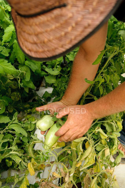 Imagen recortada de la mujer recogiendo pimientos maduros en la granja - foto de stock