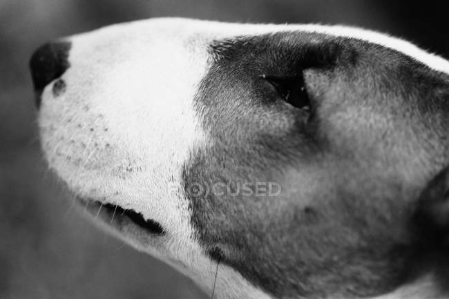 Vista lateral de la cabeza del terrier toro - foto de stock