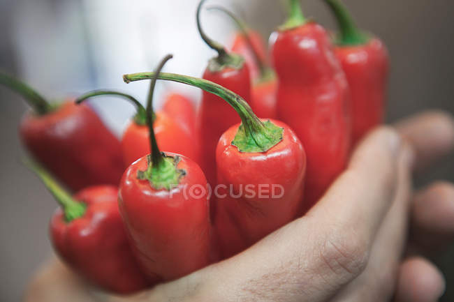 Close-up view of hands holding chili peppers — Stock Photo