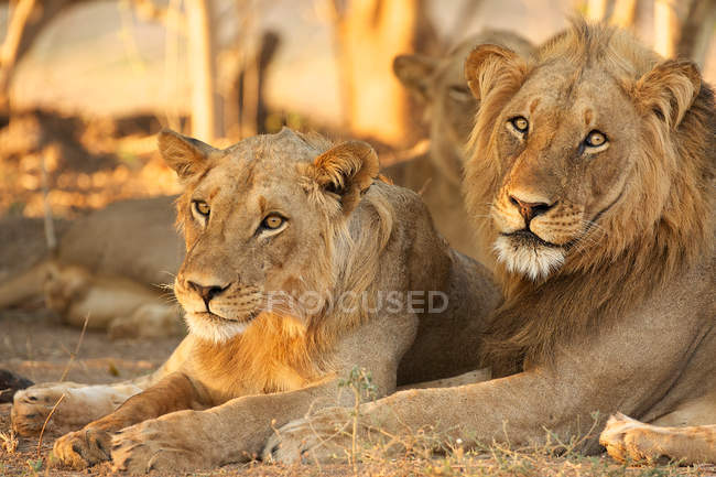 Leões ou Panthera leo em Mana Pools, Zimbabwe — Fotografia de Stock