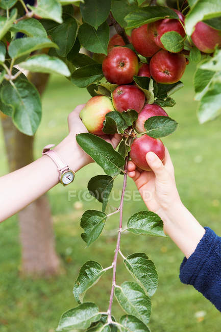 Enfants cueillant des fruits de l'arbre — Photo de stock