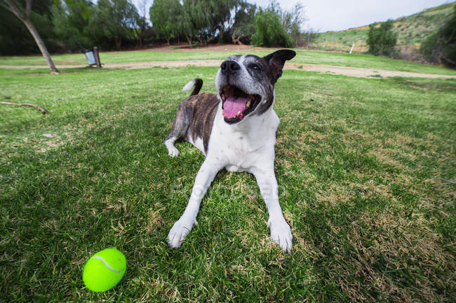Cane sdraiato sull'erba con palla da tennis — Foto stock