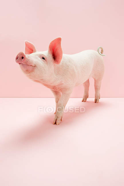 Piglet standing at pink studio interior — Stock Photo