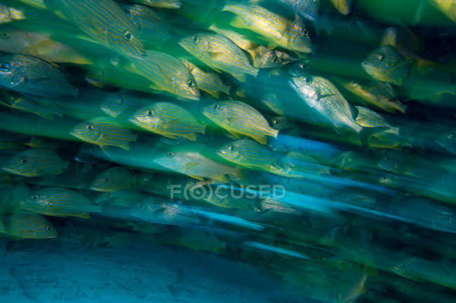 Grupo de peces escolarizados bajo el agua - foto de stock
