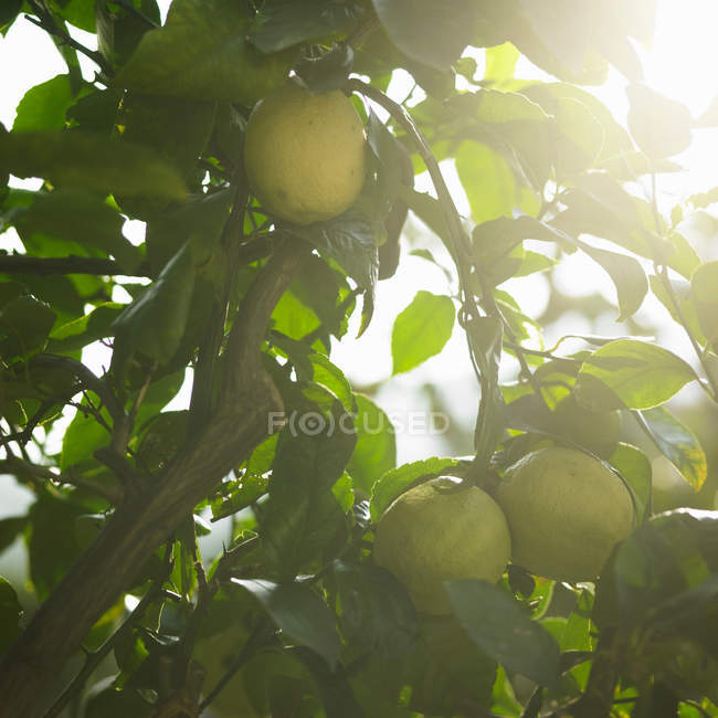 Primer plano de manzanas verdes maduras y follaje en el árbol - foto de stock