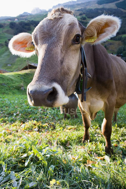 Крупним планом знімок голови корови — стокове фото
