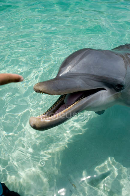 Retrato de primer plano de delfín mular y dedo humano - foto de stock
