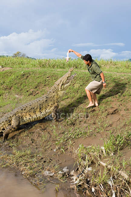 Hombre alimentando a un cocodrilo en Costa Rica - foto de stock