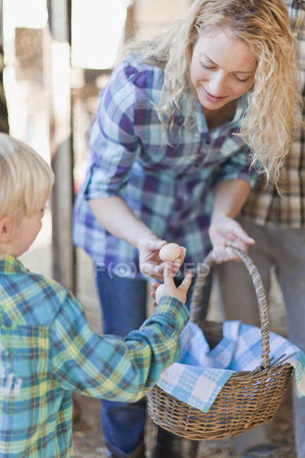 Mother and son fetching eggs from hens — Stock Photo