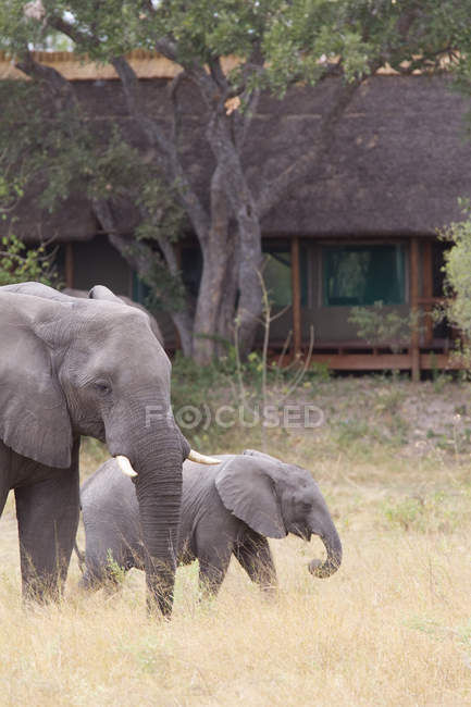 Two elephants walking near building in botswana — Stock Photo