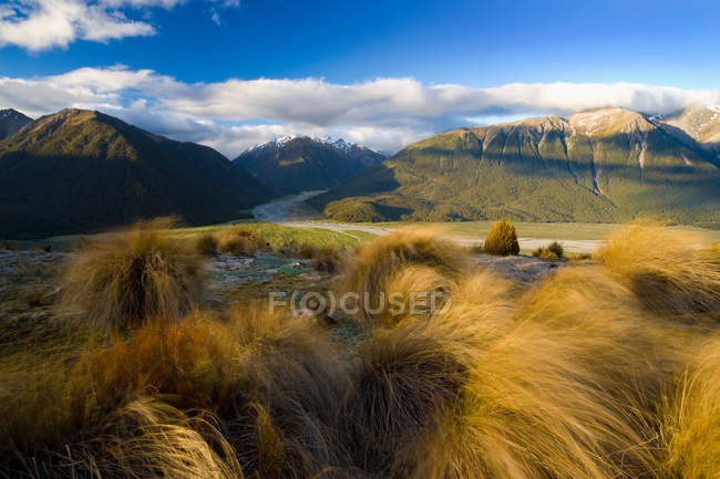 Grandes herbes poussant dans le paysage rural — Photo de stock
