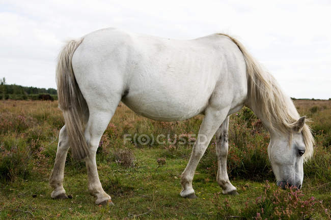 Cavalo selvagem pastando no campo verde — Fotografia de Stock