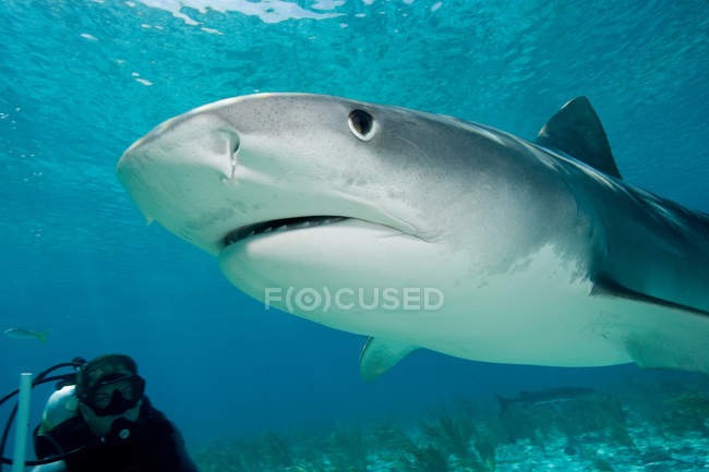 Tiger shark in the wild. — Stock Photo