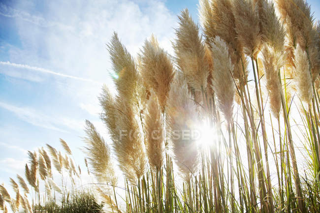 Стебли пшеницы на открытом воздухе — стоковое фото