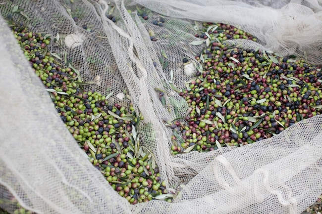 Крупный план зрелых оливок в сетке во время сбора урожая — стоковое фото