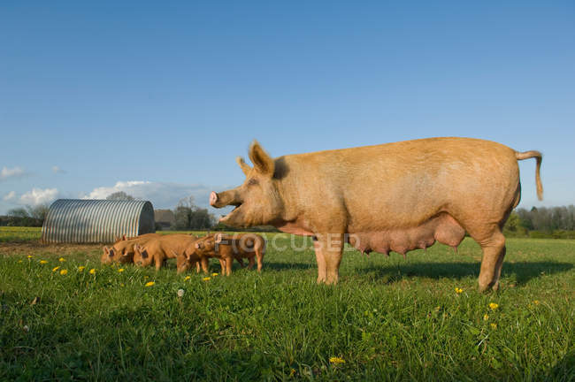 Adult pig and piglets on green field with blue sky — Stock Photo