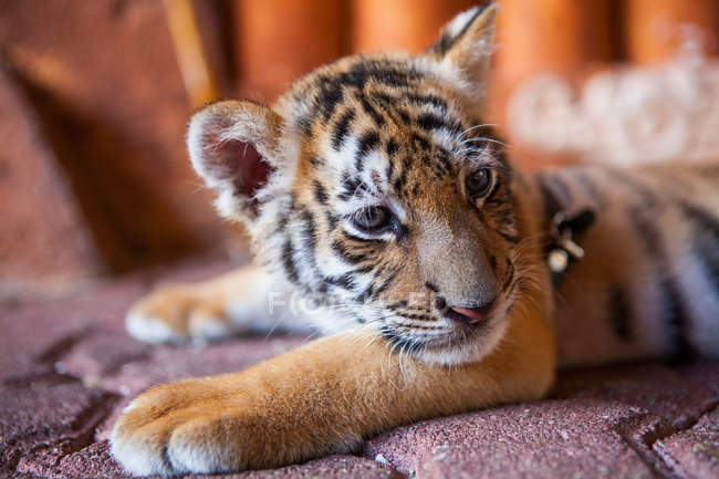 Tigre de bebê cativo — Fotografia de Stock