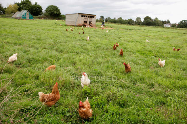 Poulets d'élevage gratuit — Photo de stock