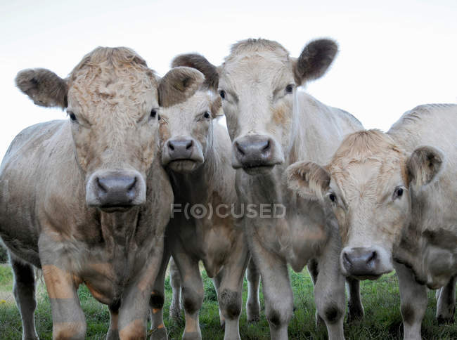 Vacas de pie juntas en el pasto mirando a la cámara - foto de stock