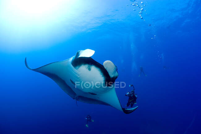 Scuba divers with manta. — Stock Photo
