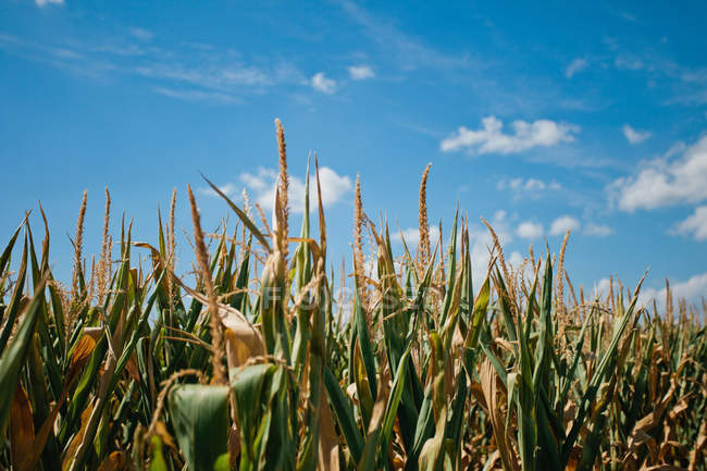 Campo de maíz bajo el cielo azul - foto de stock