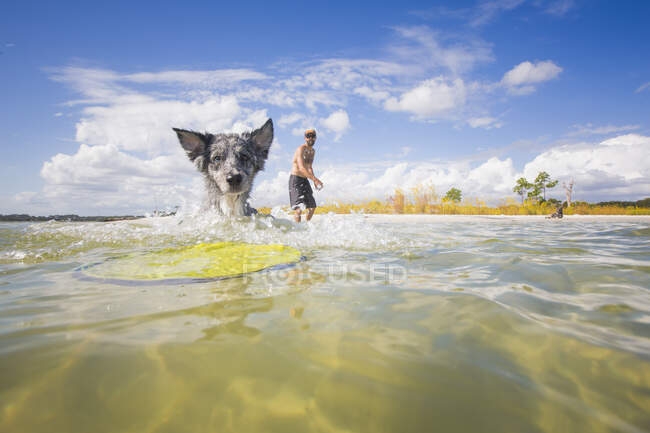 Australischer Schäferhund holt Flugscheibe aus dem Meer, Fort Walton Beach, Florida, USA — Stockfoto