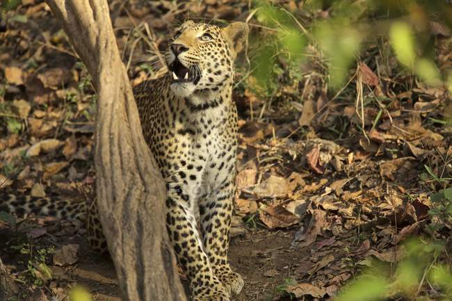 Leopard im Satpura Nationalpark — Stockfoto