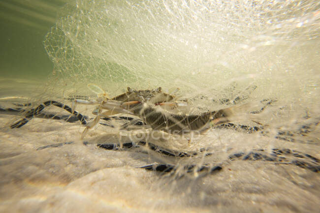Caranguejo capturado na rede com isca de peixe, Fort Walton Beach, Flórida, EUA — Fotografia de Stock