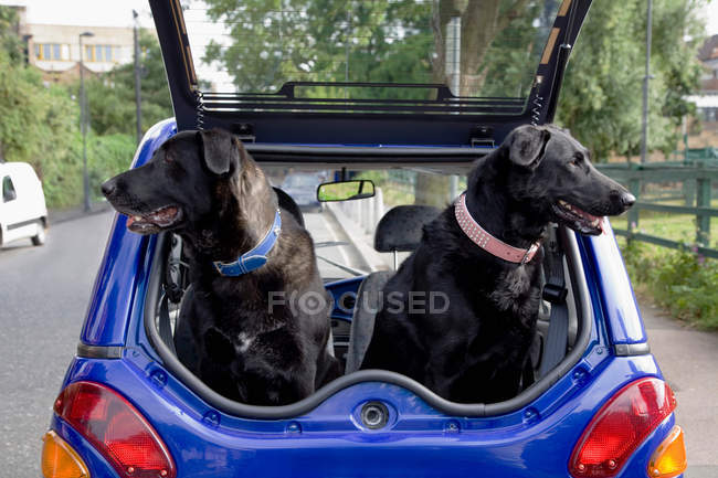 Dogs panting in boot of car — Stock Photo