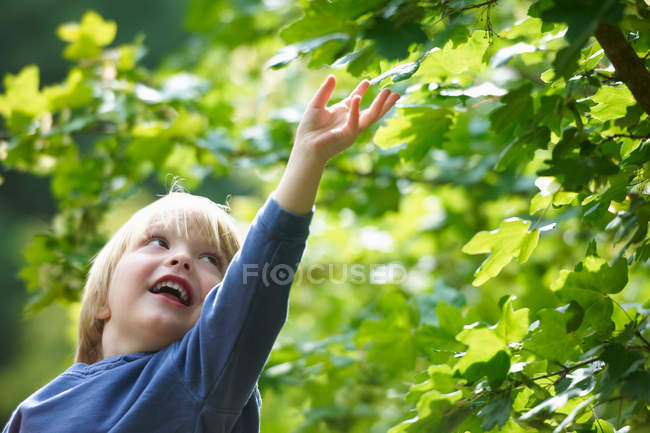 Rapaz examinando folhas ao ar livre — Fotografia de Stock