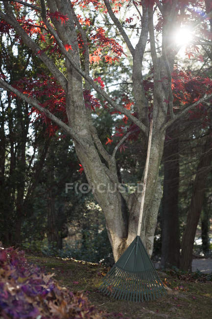 Rake e mucchio di foglie autunnali nel parco illuminato dal sole — Foto stock