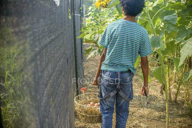 Rear view of boy collecting eggs from hen house — Stock Photo