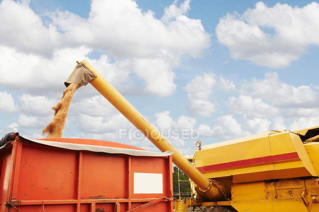 Elevador de grãos derramando em recipiente — Fotografia de Stock