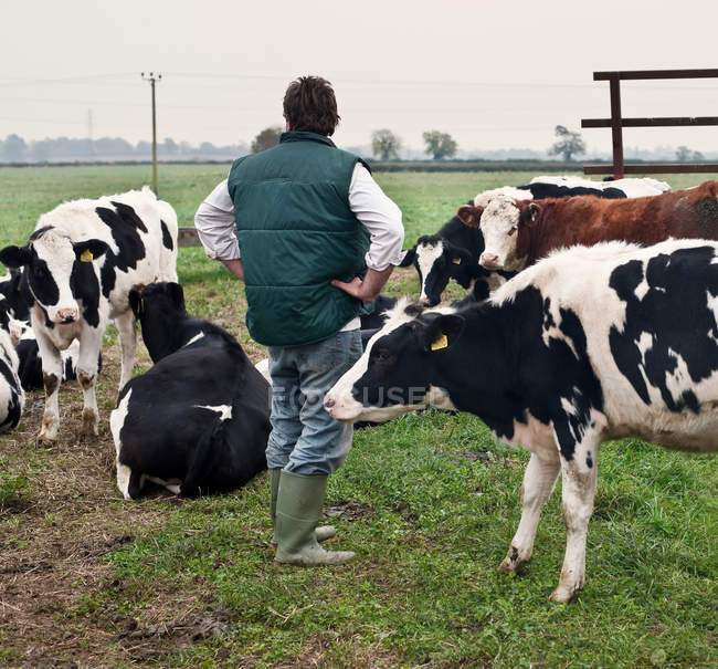 Rear view of farmer with grazing cows in rural landscape — Stock Photo