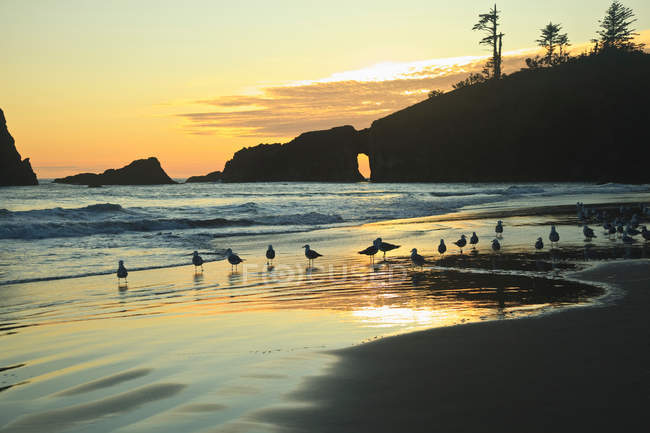 Чайки на пляжі секунди на заході сонця — стокове фото