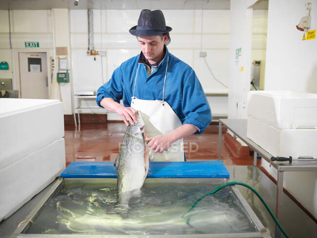 Рабочий лосось на заводе — стоковое фото
